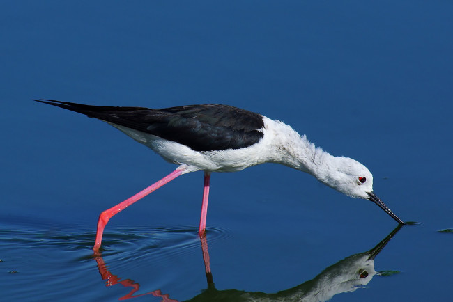 Обои картинки фото животные, птицы, птица