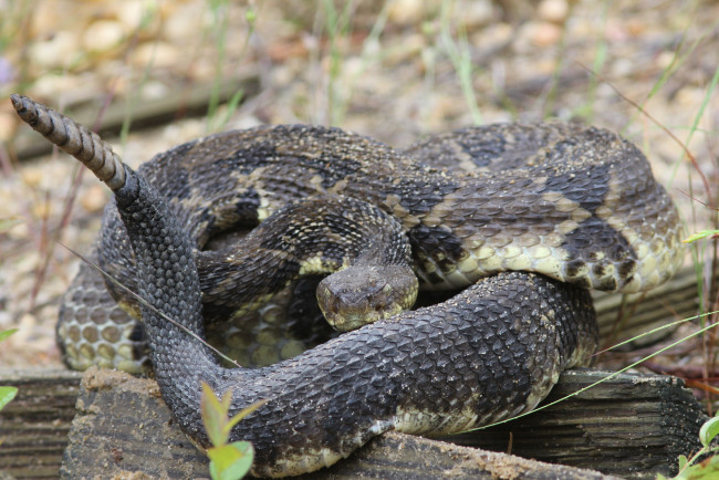 Обои картинки фото животные, змеи,  питоны,  кобры, гремучка