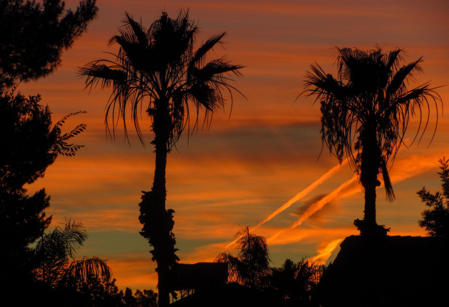 Обои картинки фото природа, тропики, закат, силуэты, пальмы
