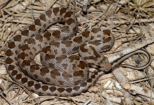 Обои картинки фото животные, змеи,  питоны,  кобры, змея