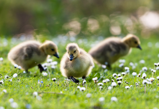 Обои картинки фото животные, утки, цветы, травка, маленькие, утята