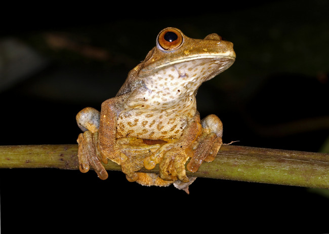 Обои картинки фото животные, лягушки, лягушка