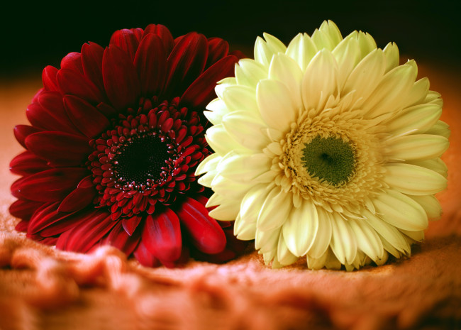 Обои картинки фото цветы, герберы, дуэт