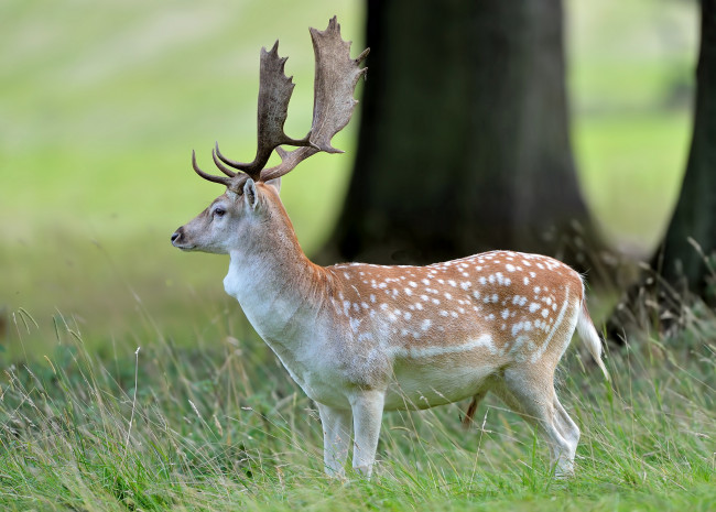 Обои картинки фото животные, олени, олень, пятнистые