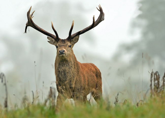 Обои картинки фото животные, олени, олень, рога