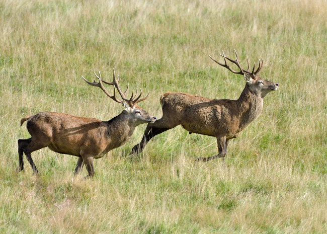 Обои картинки фото животные, олени, степь, трава