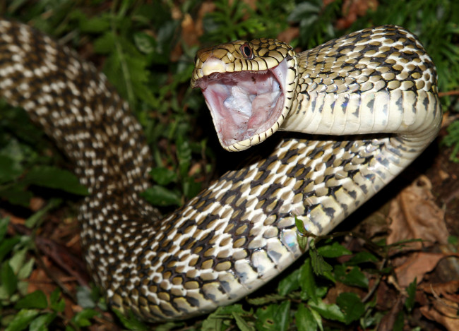 Обои картинки фото животные, змеи,  питоны,  кобры, змея
