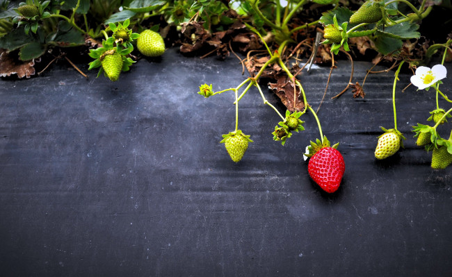 Обои картинки фото природа, Ягоды, клубника