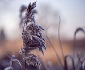 Картинка природа макро камыш