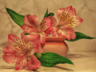 Картинка цветы альстромерия растения натюрморт лето красота композиция