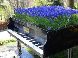 Картинка цветы мускари стамбул клавиши рояль ландшафт дизайн парк эмирган