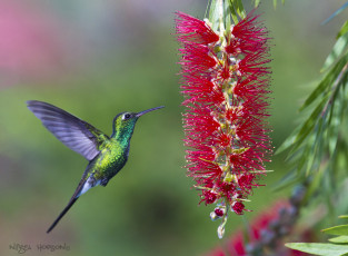 Картинка животные колибри