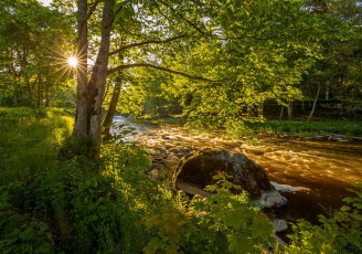 Картинка природа лес простор