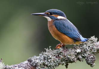 Картинка животные зимородки птичка