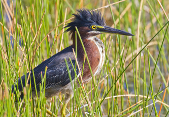 Картинка животные цапли +выпи птичка
