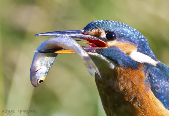Картинка животные зимородки птичка