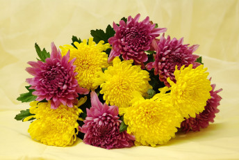 обоя цветы, хризантемы, букет, красота, праздник