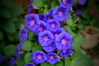 Картинка цветы вьюнки +ипомеи вьюнок ипомея