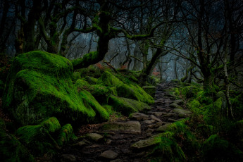 Картинка природа лес ночь