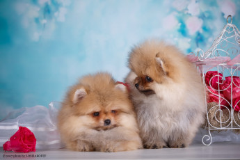 Картинка животные собаки цветы милые фон пара студия декор