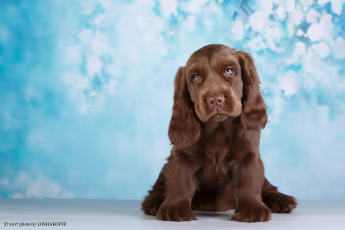 Картинка животные собаки фон животное шерсть окрас собака боке