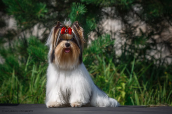 Картинка животные собаки шерсть собака окрас животное порода