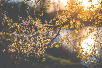 Картинка цветы цветущие+деревья+ +кустарники ветка