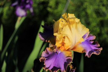 Картинка цветы ирисы красота тамбовская область тамбов сад лето