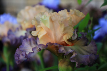 Картинка цветы ирисы лето сад красота тамбовская область тамбов