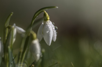 Картинка цветы подснежники +белоцветники +пролески