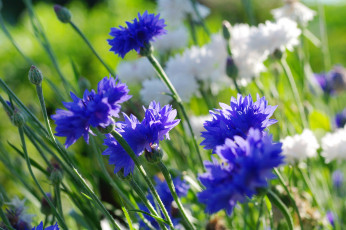 Картинка цветы васильки природа лето флора июль дача растения красота