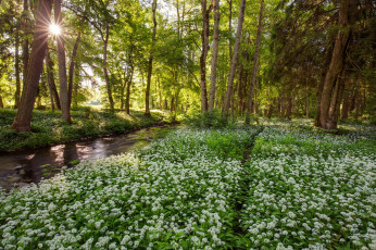 Картинка природа лес простор