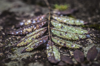 Картинка природа макро