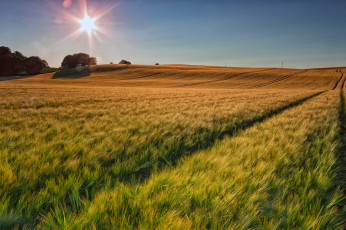 Картинка природа поля простор