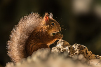 Картинка животные белки рыжая