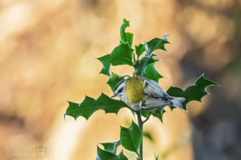 Картинка животные птицы птичка остролист