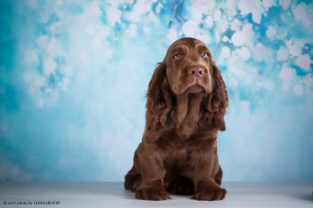 обоя животные, собаки, отдых, собака, фон, боке