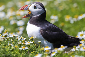 Картинка животные тупики птичка