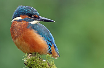 Картинка животные зимородки птица