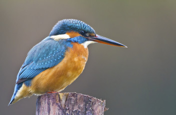 Картинка животные зимородки птичка