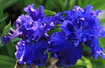 обоя цветы, ирисы, тамбов, тамбовская, область, красота, лето, сад