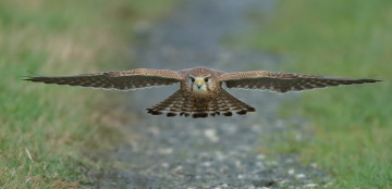 Картинка животные птицы+-+хищники сокол