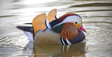 Картинка животные утки мандаринка