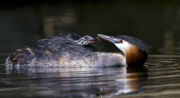 Картинка животные Чомги+ поганки чомги