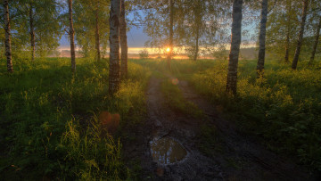 Картинка природа лес простор