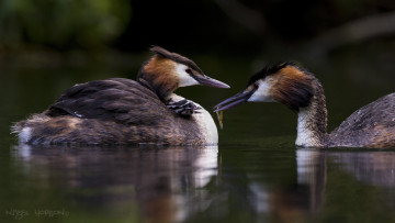 Картинка животные Чомги+ поганки семья