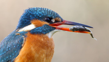 Картинка животные зимородки зимородок