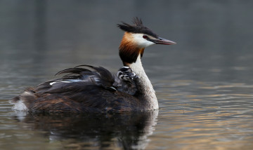 Картинка животные Чомги+ поганки чомга