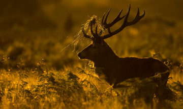 Картинка животные олени олень