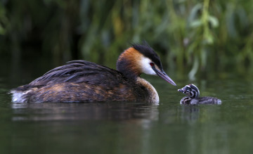 Картинка животные Чомги+ поганки семья